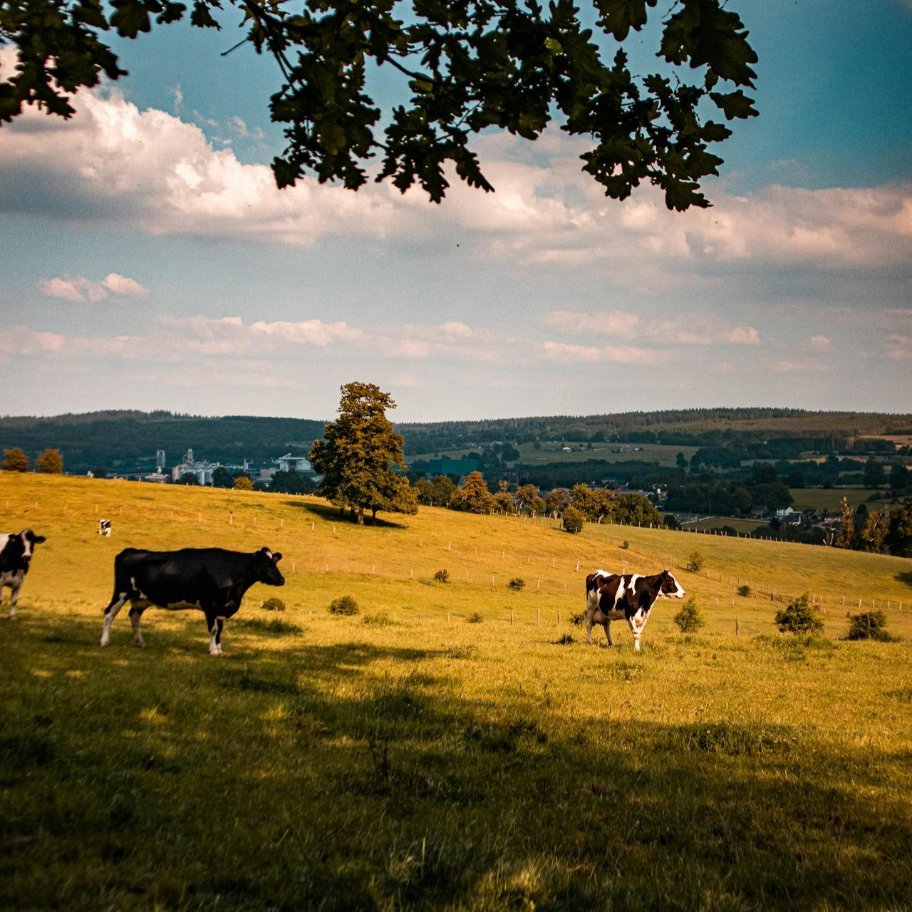 Recherche une exploitation agricole à remettre dans les prochaines années