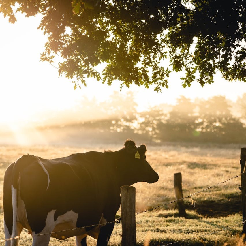 Cherche ferme à reprendre – projet de ferme collective