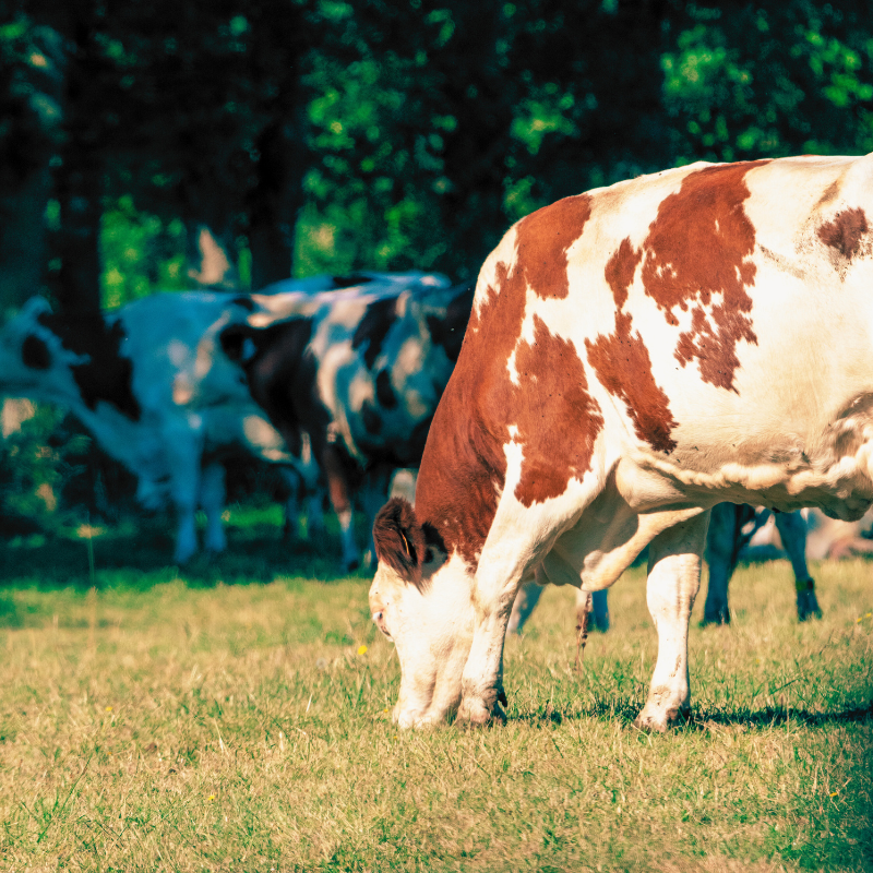 Cherche ferme mixte à reprendre