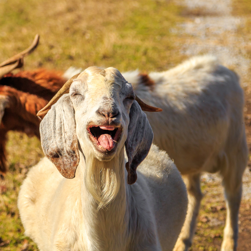 Cherche ferme En location