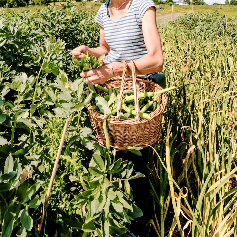 Cherche terrain et petite ferme
