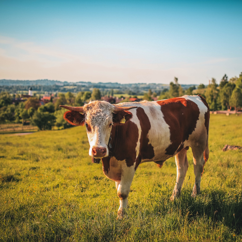 Cherche ferme à reprendre ou collectif à rejoindre