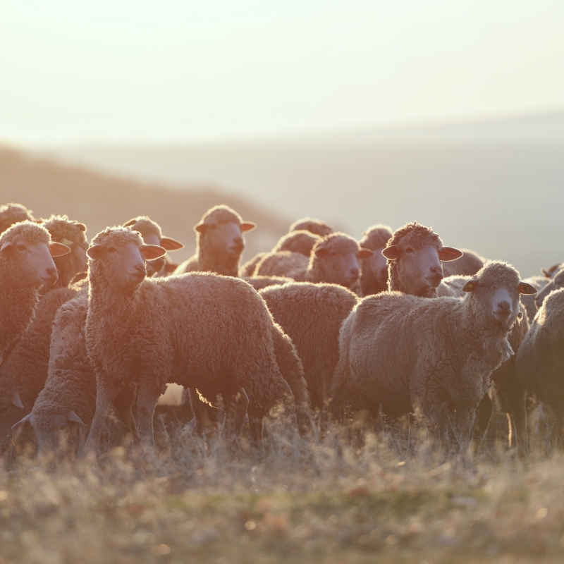 Cherche ferme pour cultures, moutons et poules