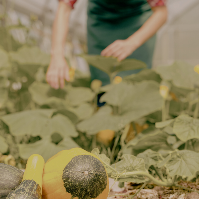 Annonce 27 – Ferme maraichère cherche associé·e