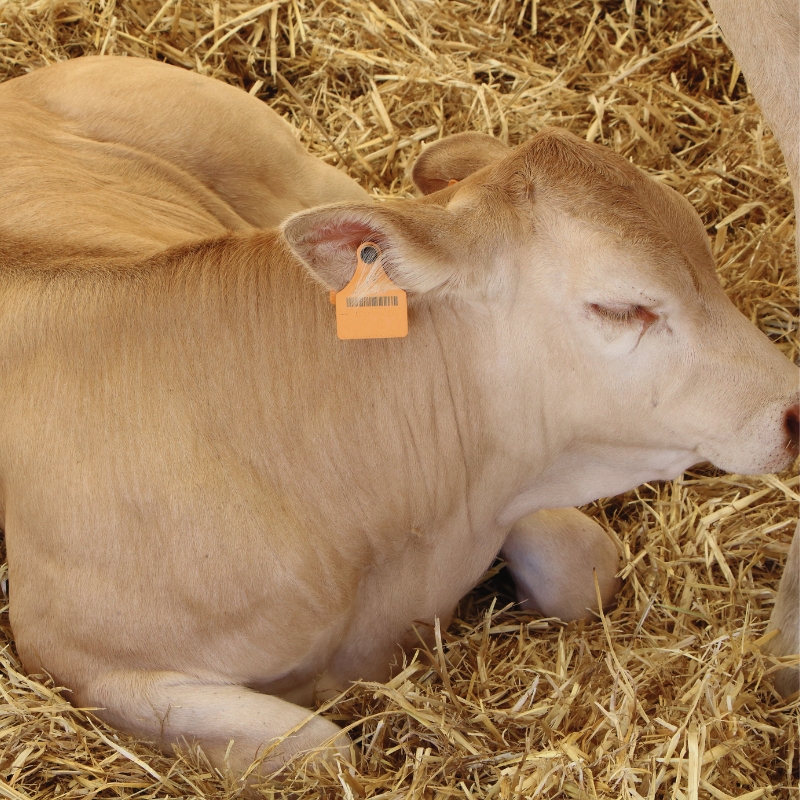 Annonce 32 – recherche ferme bovins allaitants