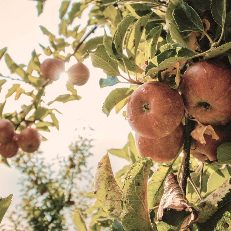Annonce 37 – Collectif recherche ferme pour élevage et cultures