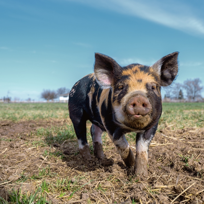 ANNONCE 38 – Cherche batiments pour exploitation porcine