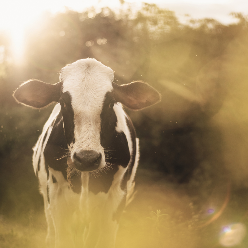 ANNONCE 42 – Ferme laitière à remettre à Vielsalm